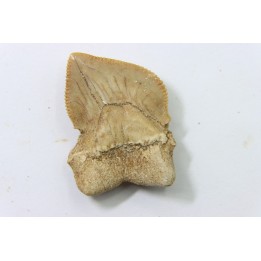 shark teeth: SQUALICORAX KAUPI (7)