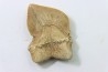 shark teeth: SQUALICORAX KAUPI (7)