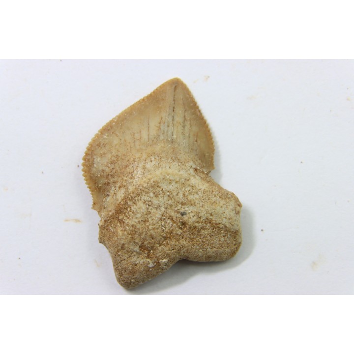 shark teeth: SQUALICORAX KAUPI (7)