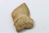 shark teeth: SQUALICORAX KAUPI (7)