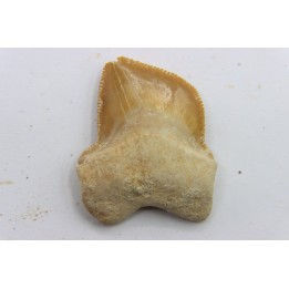dent de requin: SQUALICORAX KAUPI - Maestrichtien - Oued Zem, Khouribga, MAROC