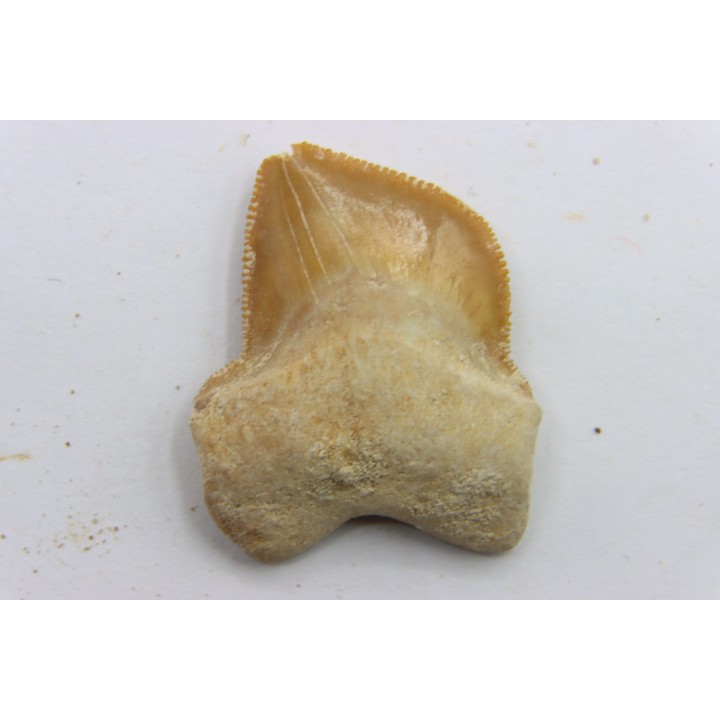 dent de requin: SQUALICORAX KAUPI - Maestrichtien - Oued Zem, Khouribga, MAROC