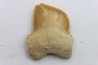 dent de requin: SQUALICORAX KAUPI - Maestrichtien - Oued Zem, Khouribga, MAROC