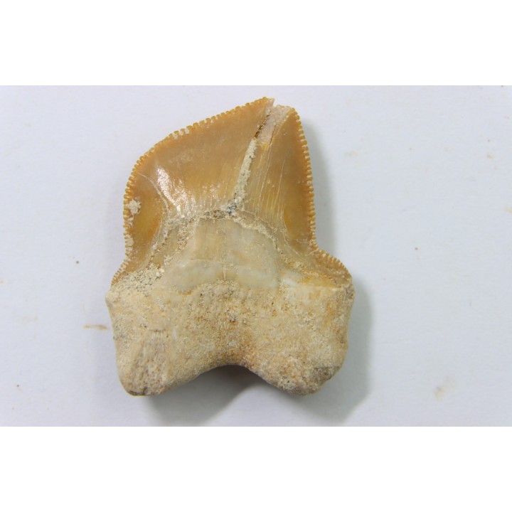 shark teeth: SQUALICORAX KAUPI (7)