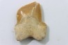dent de requin: SQUALICORAX KAUPI - Maestrichtien - Oued Zem, Khouribga, MAROC