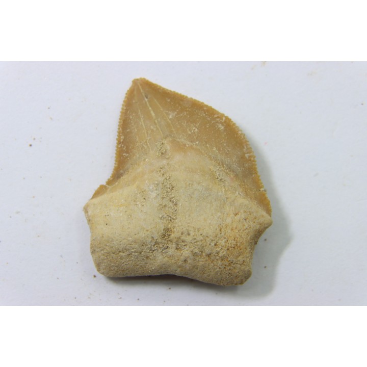 shark teeth: SQUALICORAX KAUPI (7)