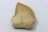 shark teeth: SQUALICORAX KAUPI (7)