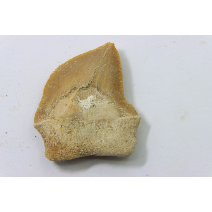 shark teeth: SQUALICORAX KAUPI (7)
