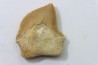 dent de requin: SQUALICORAX KAUPI - Maestrichtien - Oued Zem, Khouribga, MAROC