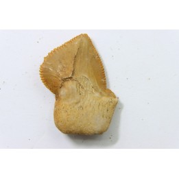 shark teeth: SQUALICORAX KAUPI (7)