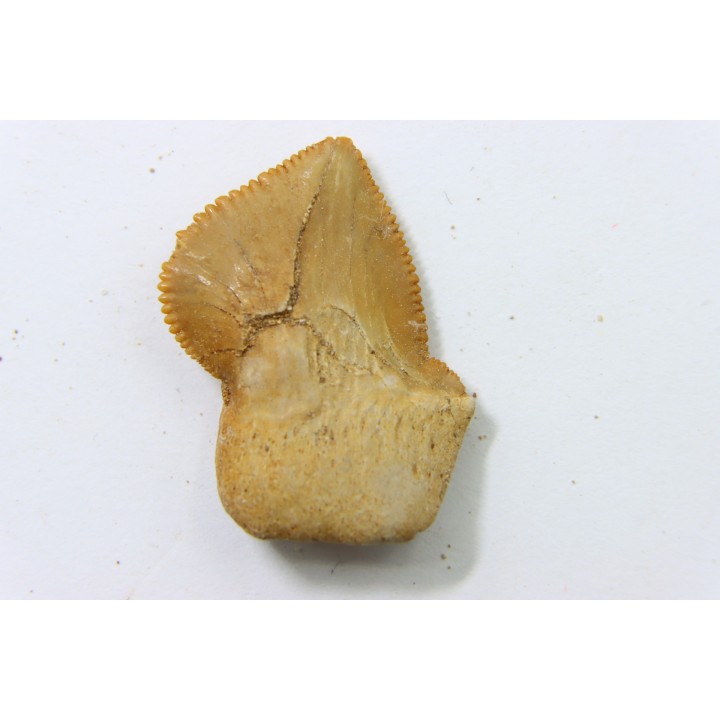 shark teeth: SQUALICORAX KAUPI (7)