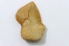 shark teeth: SQUALICORAX KAUPI (7)