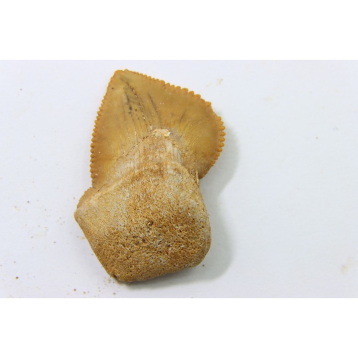 dent de requin: SQUALICORAX KAUPI - Maestrichtien - Oued Zem, Khouribga, MAROC