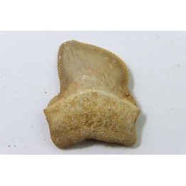 shark teeth: SQUALICORAX KAUPI (7)