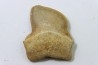 shark teeth: SQUALICORAX KAUPI (7)