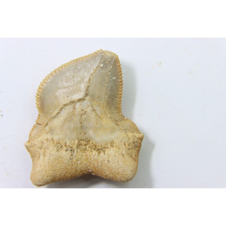 shark teeth: SQUALICORAX KAUPI (7)
