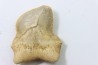 shark teeth: SQUALICORAX KAUPI (7)