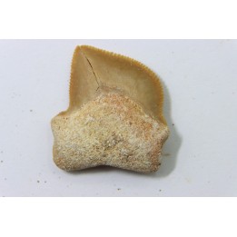 dent de requin: SQUALICORAX KAUPI - Maestrichtien - Oued Zem, Khouribga, MAROC
