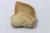 shark teeth: SQUALICORAX KAUPI (7)
