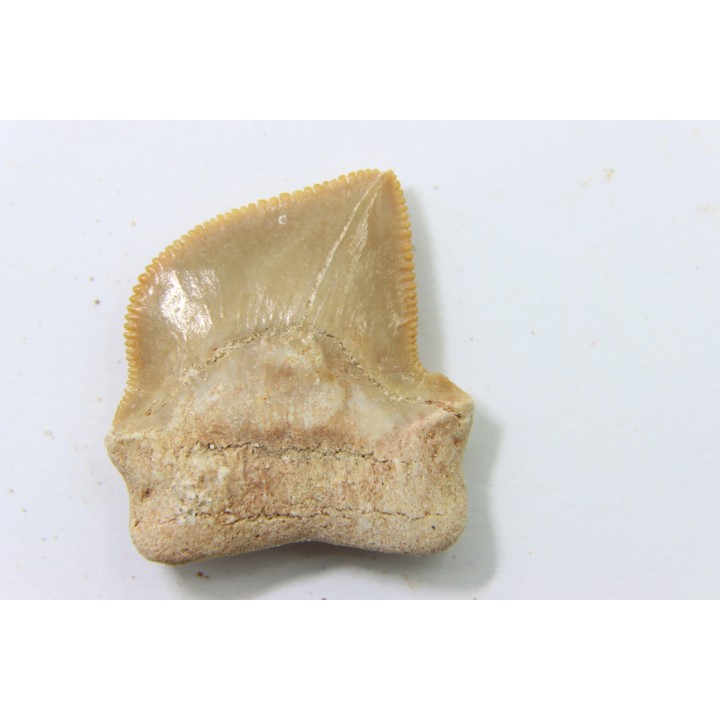 shark teeth: SQUALICORAX KAUPI (7)