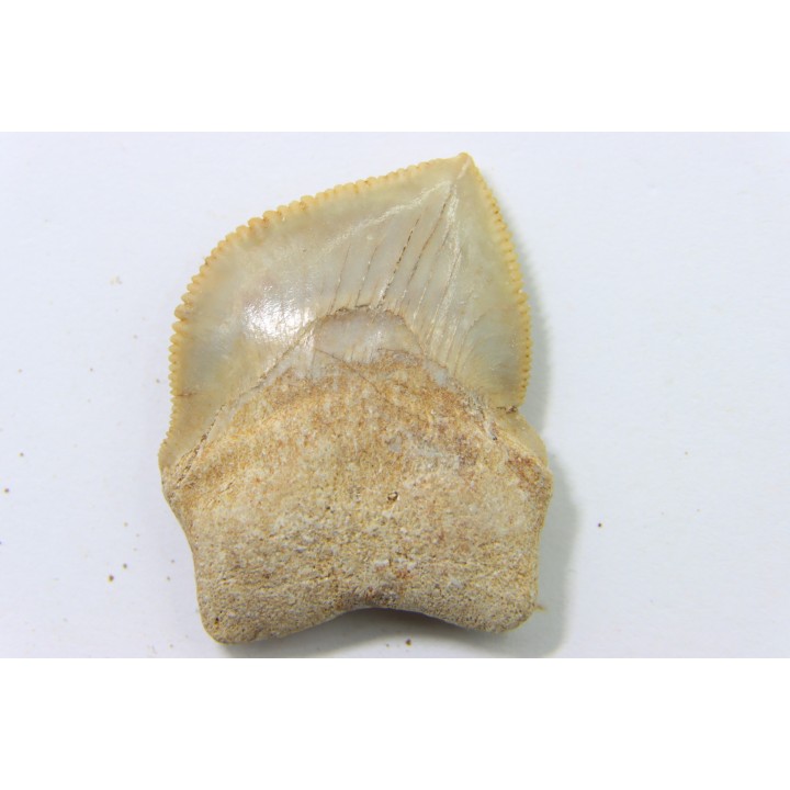 shark teeth: SQUALICORAX KAUPI (7)