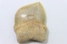 shark teeth: SQUALICORAX KAUPI (7)