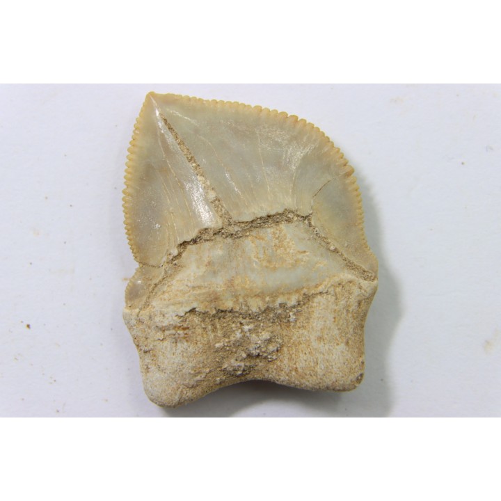 shark teeth: SQUALICORAX KAUPI (7)