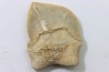 dent de requin: SQUALICORAX KAUPI - Maestrichtien - Oued Zem, Khouribga, MAROC