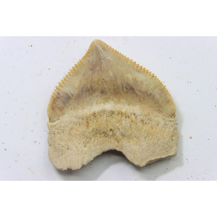shark tooth: SQUALICORAX PRISTODONTUS - Maastrichtian - Oued Zem, Khouribga, Morocco