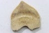dent de requin: SQUALICORAX PRISTODONTUS - Maestrichtien - Oued Zem, Khouribga, MAROC