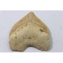 dent de requin: SQUALICORAX PRISTODONTUS - Maestrichtien - Oued Zem, Khouribga, MAROC
