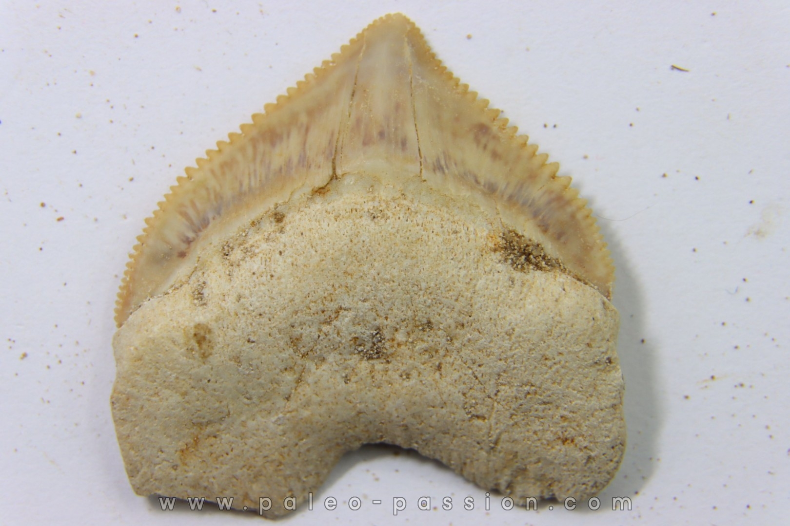 shark tooth: SQUALICORAX PRISTODONTUS - Maastrichtian - Oued Zem, Khouribga, Morocco