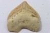 shark tooth: SQUALICORAX PRISTODONTUS - Maastrichtian - Oued Zem, Khouribga, Morocco