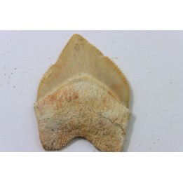 shark tooth: SQUALICORAX PRISTODONTUS - Maastrichtian - Oued Zem, Khouribga, Morocco