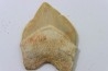 dent de requin: SQUALICORAX PRISTODONTUS - Maestrichtien - Oued Zem, Khouribga, MAROC