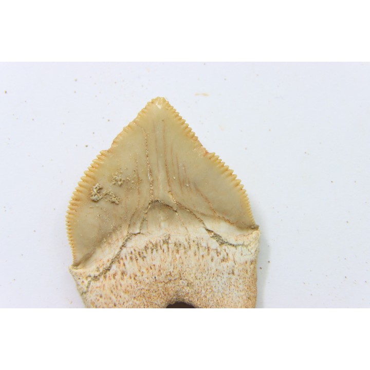 shark tooth: SQUALICORAX PRISTODONTUS - Maastrichtian - Oued Zem, Khouribga, Morocco