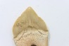 dent de requin: SQUALICORAX PRISTODONTUS - Maestrichtien - Oued Zem, Khouribga, MAROC