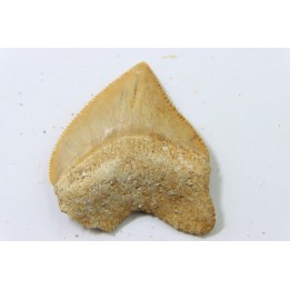 shark tooth: SQUALICORAX PRISTODONTUS - Maastrichtian - Oued Zem, Khouribga, Morocco