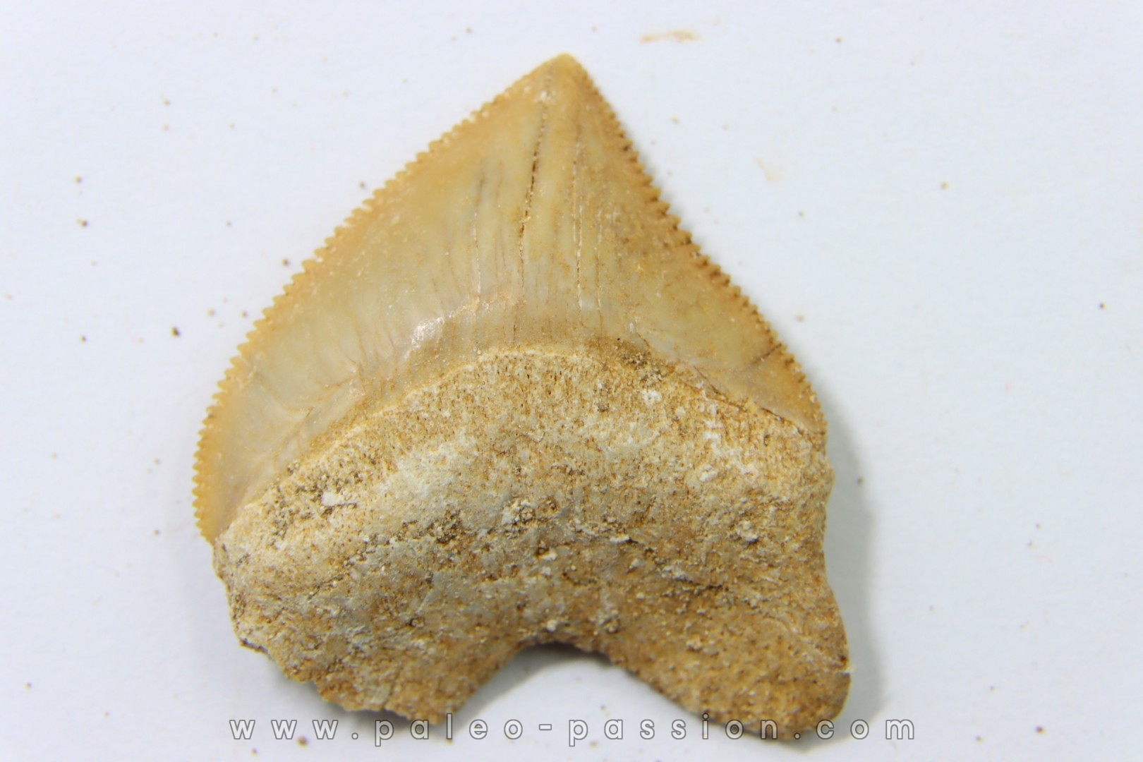 shark tooth: SQUALICORAX PRISTODONTUS - Maastrichtian - Oued Zem, Khouribga, Morocco