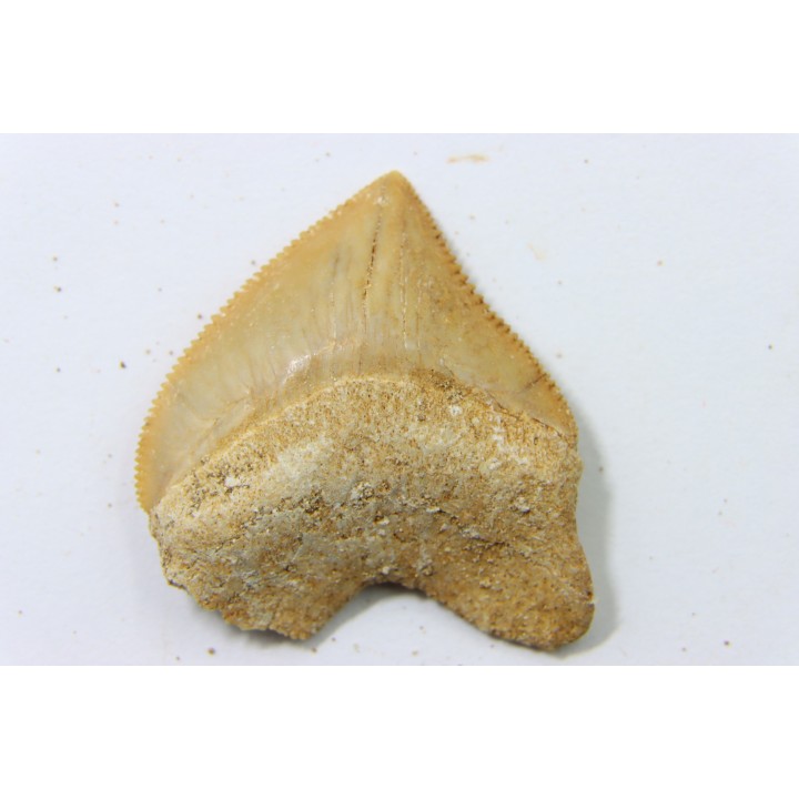 shark tooth: SQUALICORAX PRISTODONTUS - Maastrichtian - Oued Zem, Khouribga, Morocco