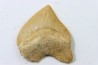 shark tooth: SQUALICORAX PRISTODONTUS - Maastrichtian - Oued Zem, Khouribga, Morocco
