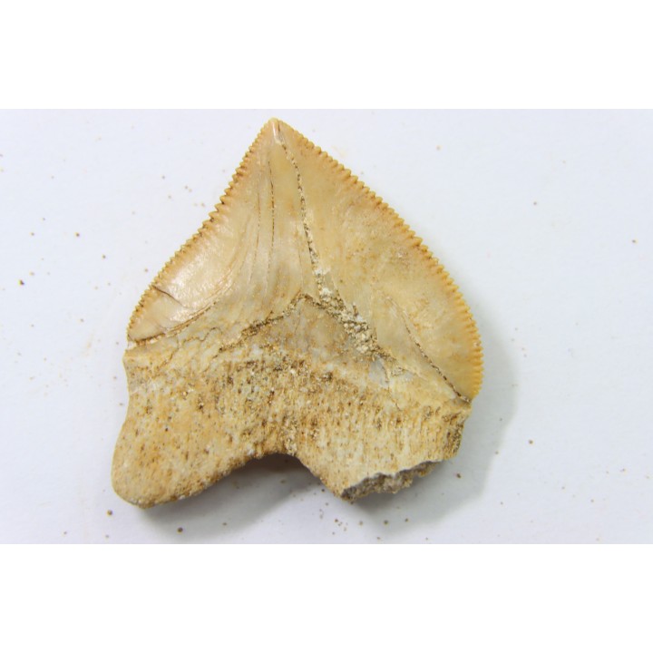 dent de requin: SQUALICORAX PRISTODONTUS - Maestrichtien - Oued Zem, Khouribga, MAROC