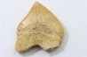 dent de requin: SQUALICORAX PRISTODONTUS - Maestrichtien - Oued Zem, Khouribga, MAROC