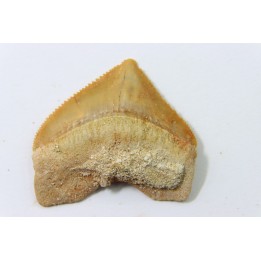 dent de requin: SQUALICORAX PRISTODONTUS - Maestrichtien - Oued Zem, Khouribga, MAROC
