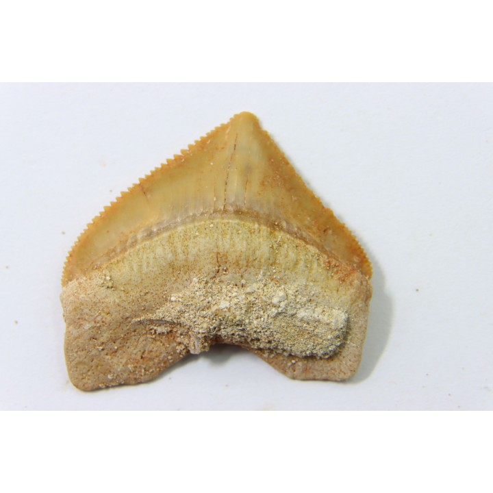 dent de requin: SQUALICORAX PRISTODONTUS - Maestrichtien - Oued Zem, Khouribga, MAROC