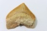 shark tooth: SQUALICORAX PRISTODONTUS - Maastrichtian - Oued Zem, Khouribga, Morocco