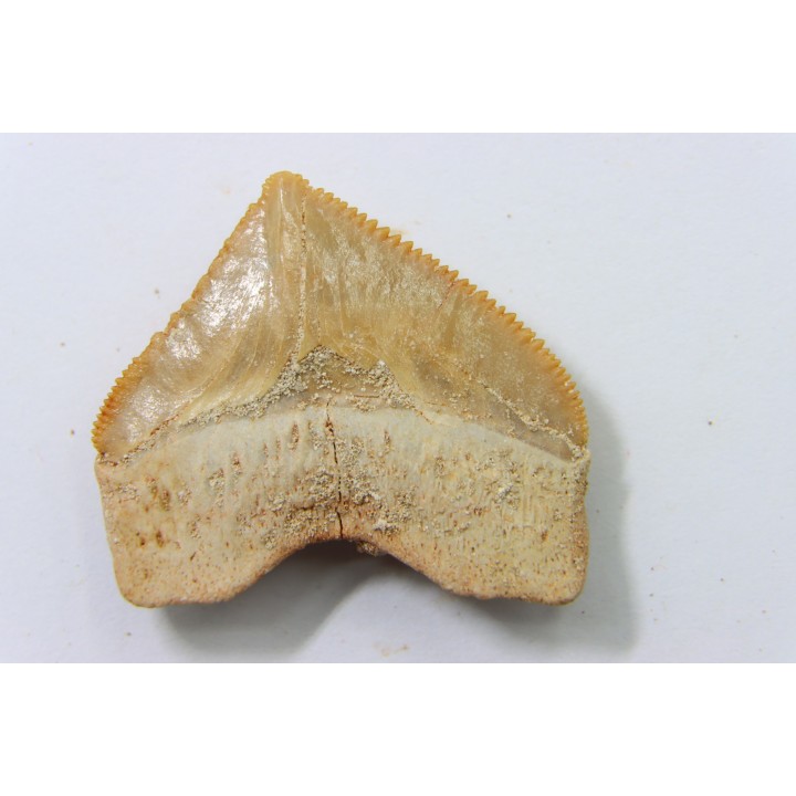 shark tooth: SQUALICORAX PRISTODONTUS - Maastrichtian - Oued Zem, Khouribga, Morocco