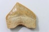 shark tooth: SQUALICORAX PRISTODONTUS - Maastrichtian - Oued Zem, Khouribga, Morocco
