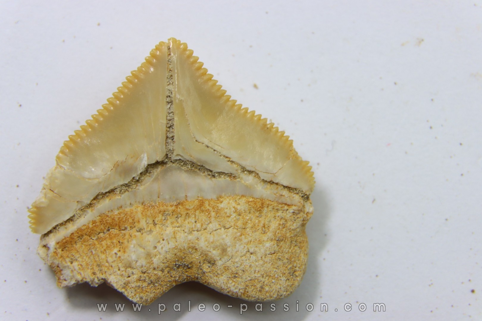 shark tooth: SQUALICORAX PRISTODONTUS - Maastrichtian - Oued Zem, Khouribga, Morocco