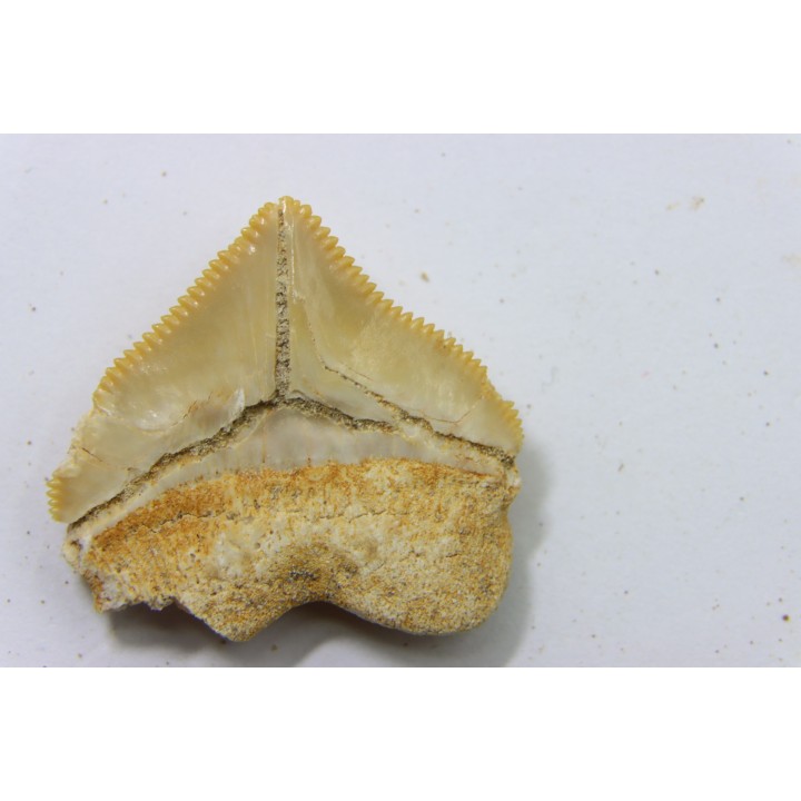 dent de requin: SQUALICORAX PRISTODONTUS - Maestrichtien - Oued Zem, Khouribga, MAROC